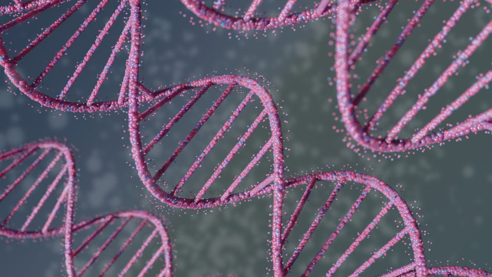 DNA-Strang mit Nukleotiden