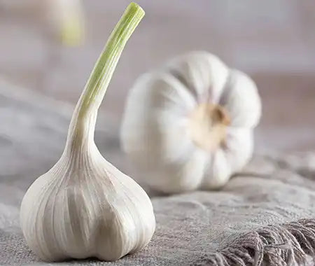 Garlic