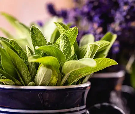 Sage leaves