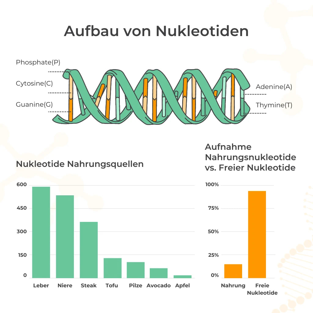 aufbau und statistik nukleotide nahrung freie nukleotide aufnehmen