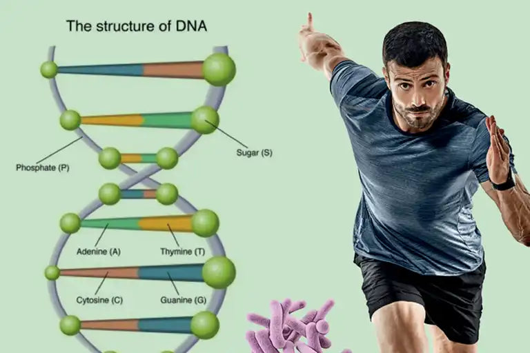 dna strang nukleotide wirkung mann sport