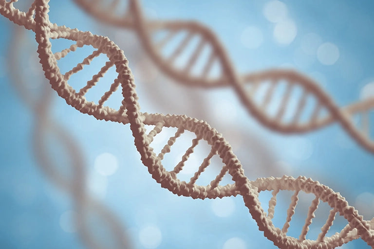 nucleotides experience effect vegan structure definition