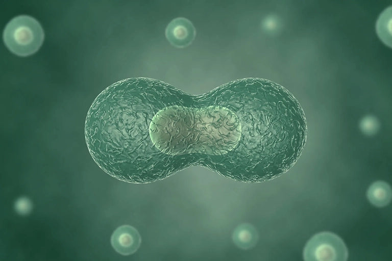 nukleotide vegan gesund zellteilung